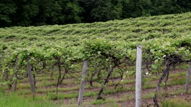 Кути Виноградника Рослини Винограду Які Проросли Утворюють Зелене Листя — стокове відео