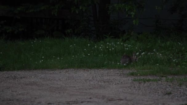 Bunny Rabbit Peacefully Chews Small Residential Grass Patch Hopping Away — Stockvideo