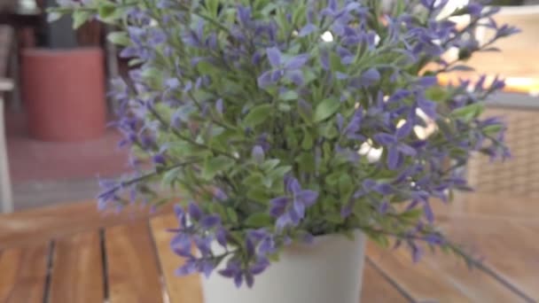Potted Plant Purple Flowers Zoomed — Stok video