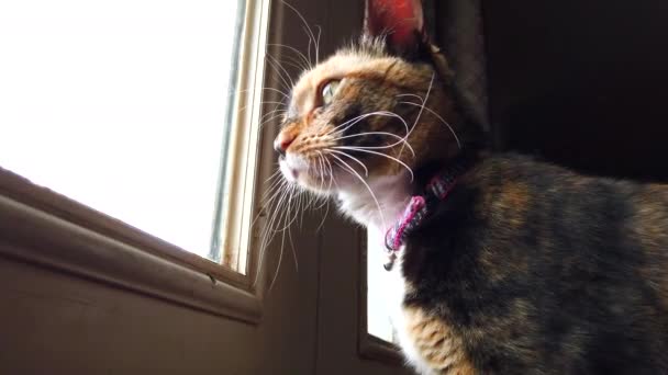 Low Angle Beautiful Calico Cat Looking Watching Birds Kitchen Door — Stockvideo