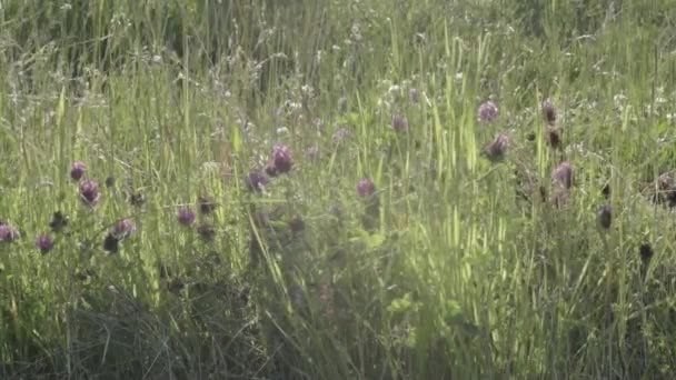 Field Clover Meadow Blows Gentle Breeze — Stockvideo