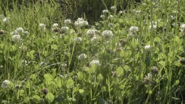 Field White Clover Summer — Vídeo de Stock