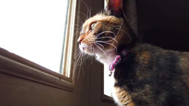Low Angle Beautiful Calico Cat Looking Watching Birds Kitchen Door — Stock video