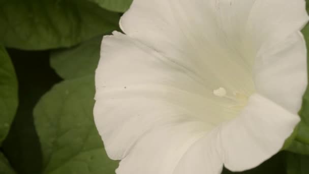 White Ivy Plant Flower Macro — Vídeo de stock