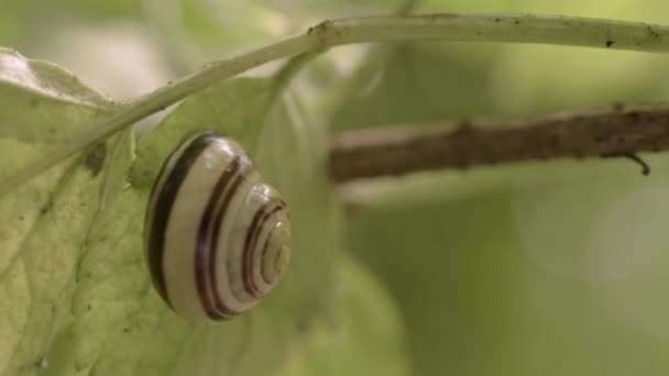 White Lipped Snail Leaf Macro — Stock video