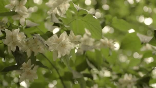 Blackberry Bush Flower Summertime — 비디오