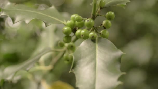 Holly Plant Summer Growing Green Berries — Stock video