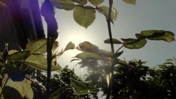 Rosebush Growing Garden Sun Setting — Vídeos de Stock