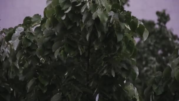 Heavy Rain Tall Green Trees Heavy Rain Drops Tree Leaves — стоковое видео