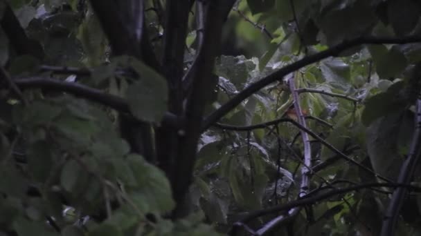 Heavy Rain Tall Green Trees Heavy Rain Drops Tree Leaves — Vídeo de Stock