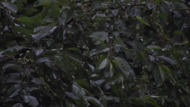 Heavy Rain Tall Green Trees Heavy Rain Drops Tree Leaves — Stock Video