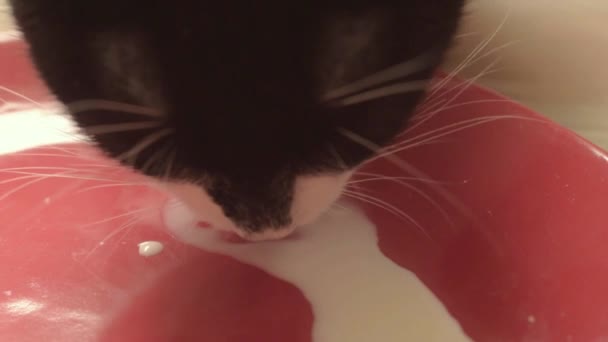 Black White Cat Laps Saucer Milk — Stockvideo