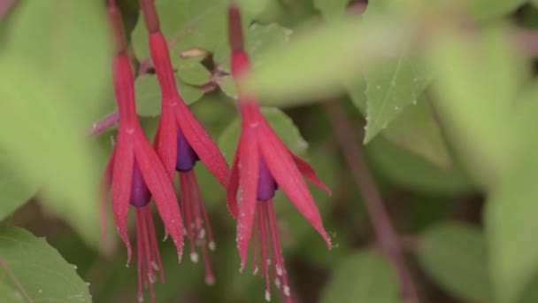 Three Red Purple Fuchsia Hanging Flowers — Stockvideo