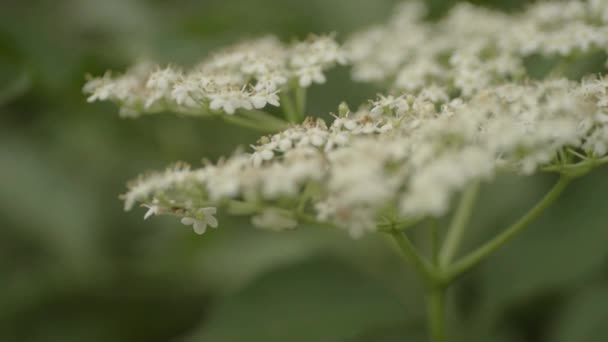 Elderberry Plant Tiny White Flowers – stockvideo