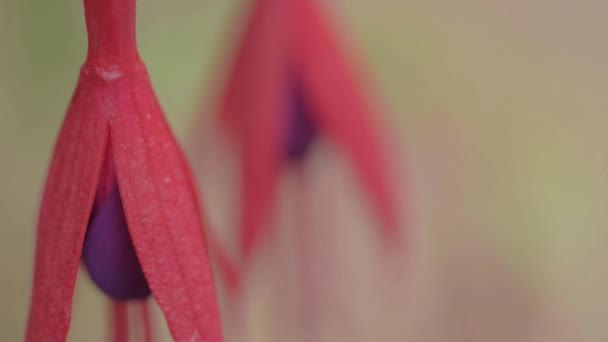 Red Purple Fuchsia Hanging Flowers — Video Stock