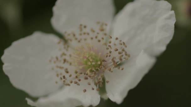 Blackberry Bush Flower Macro — 비디오