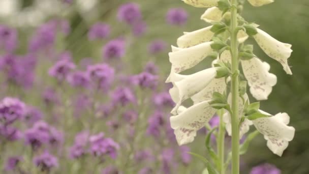 Witte Lupin Bloemen Met Catmint Backgroun — Stockvideo