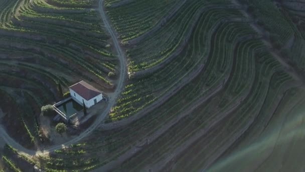 Vliegen Een Wijngaard Van Keurig Gecultiveerde Wijnterrassen Gezien Door Een — Stockvideo