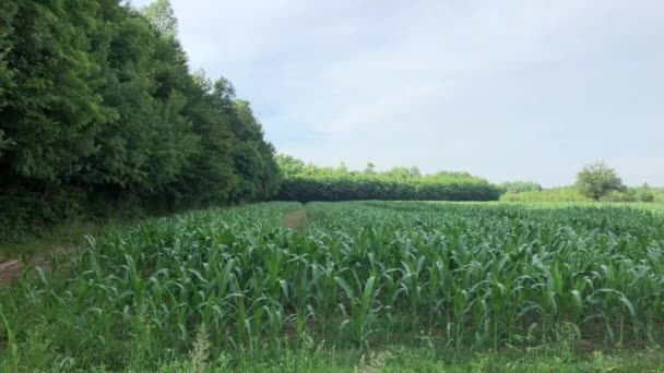 View Corn Field Day — Stockvideo