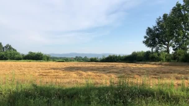 View Corn Field Day — Vídeo de stock