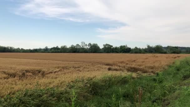 View Corn Field Day — стоковое видео