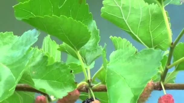 Colorful Berries Tree Branch — Stockvideo