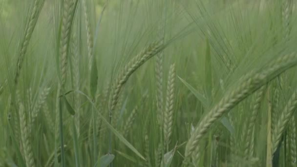 Green Wheat Growing Farmers Field Close — ストック動画