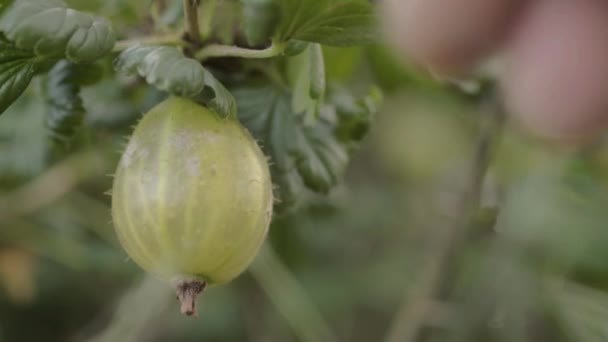 Picking Gooseberries Bush Background Close — Videoclip de stoc