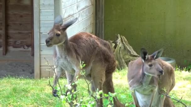 Two Kangaroos Play Each Other Wild — 图库视频影像