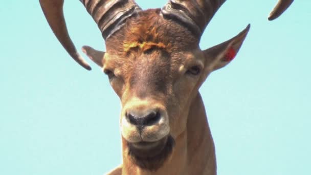 Closeup Mountain Goat Its Horns Rests Rock — Vídeos de Stock