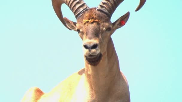 Mountain Goat Rests Atop Mountain — Stok video