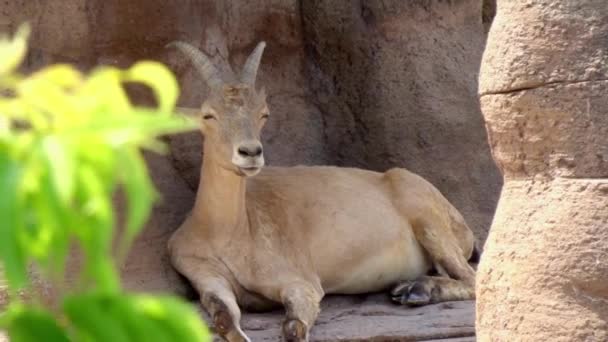 Mountain Goat Resting Peacefully Rock Alternate Angle — Αρχείο Βίντεο