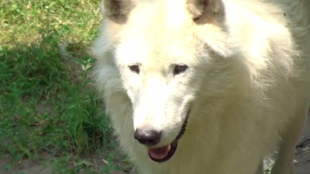 Closeup Stunning White Wolf — 图库视频影像