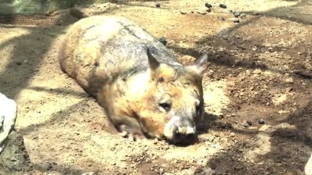 Australian Wombat Rests Mud — Video Stock