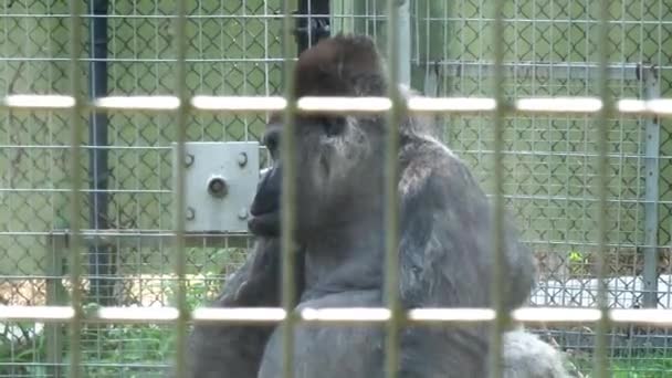 Gorilla Posing Mist Nearby Fountain — Vídeo de stock