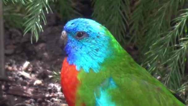 Colorful Tropical Bird Sitting Bush — Stock videók