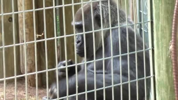 Gorilla Leans Wall Summer Day — 图库视频影像