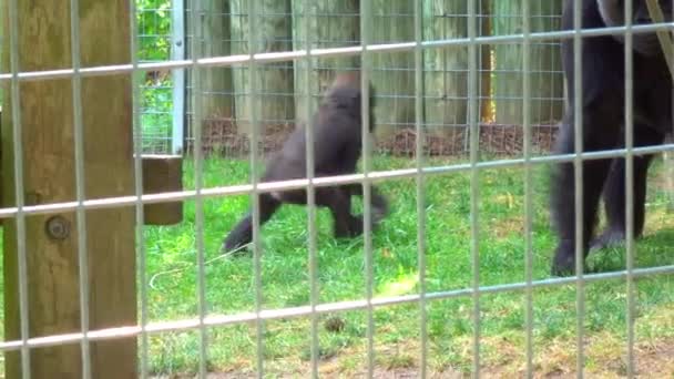 Baby Gorilla Playing Captivity — Vídeos de Stock