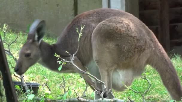 Kangaroo Eating Leaves Tree — Stockvideo