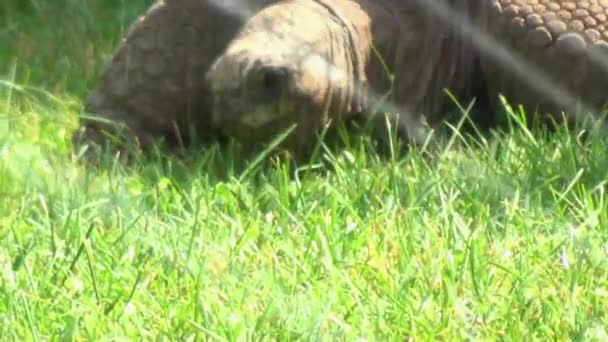 Large Tortoise Chewing Grass Sun — Video Stock