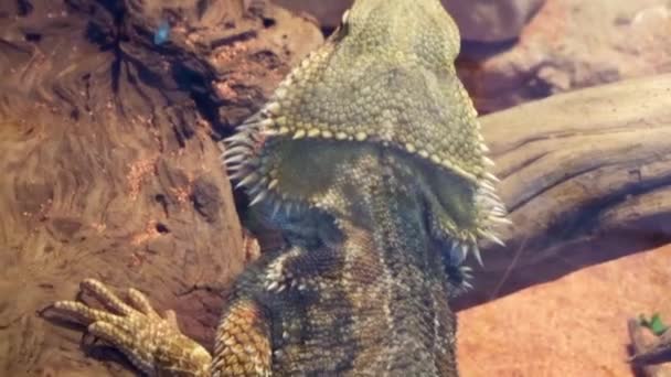 Closeup Lizard Display — Video