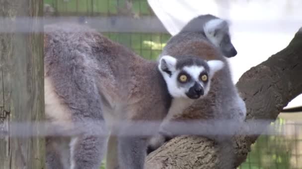 Two Ring Tailed Lemurs Playing Branch — ストック動画