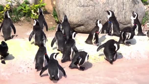 Group African Penguins Gathered Pool — Vídeo de stock