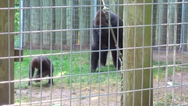 Baby Gorilla Its Parent — Vídeo de Stock