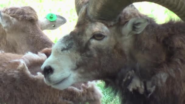 Closeup Barbary Sheep Australian Animal — Vídeos de Stock