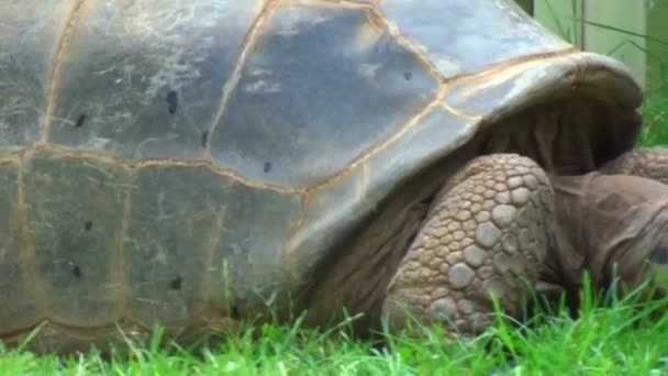 Large Tortoise Close — Vídeo de Stock