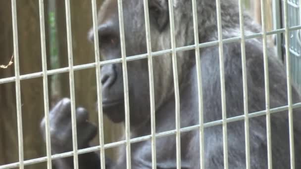 Large Gorilla Chews Grass Alternate Angle — Stock video