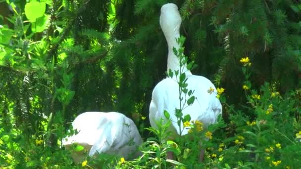 Two Swans Facing Away Camera — Vídeo de Stock