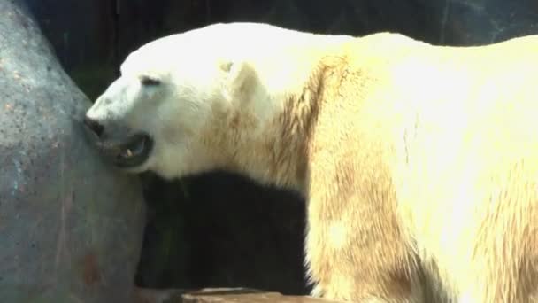 Large Polar Bear Sunny Day — Vídeos de Stock