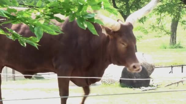 African Bull Close Alternate Angle — Vídeo de Stock